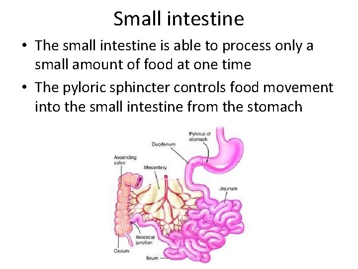 Small intestine • The small intestine is able to process only a small amount