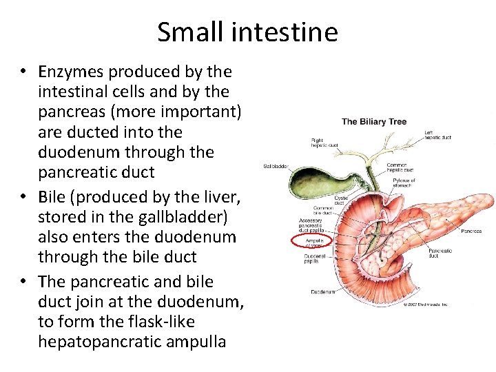 Small intestine • Enzymes produced by the intestinal cells and by the pancreas (more