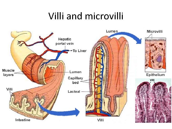 Villi and microvilli 
