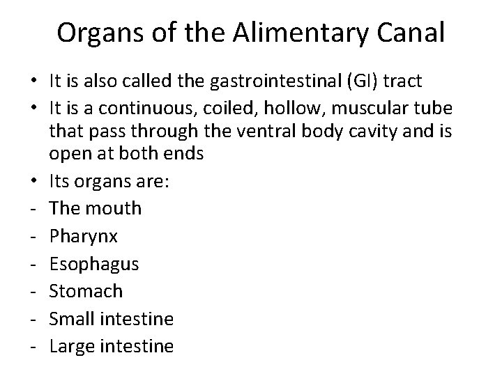 Organs of the Alimentary Canal • It is also called the gastrointestinal (GI) tract