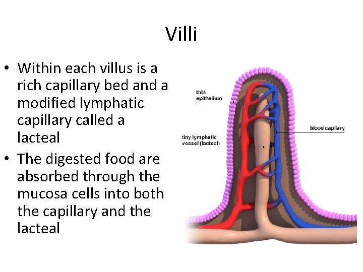 Villi • Within each villus is a rich capillary bed and a modified lymphatic