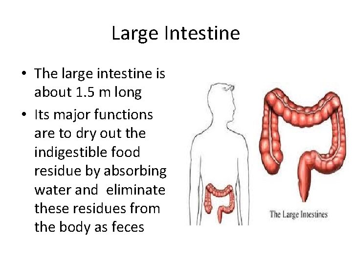 Large Intestine • The large intestine is about 1. 5 m long • Its