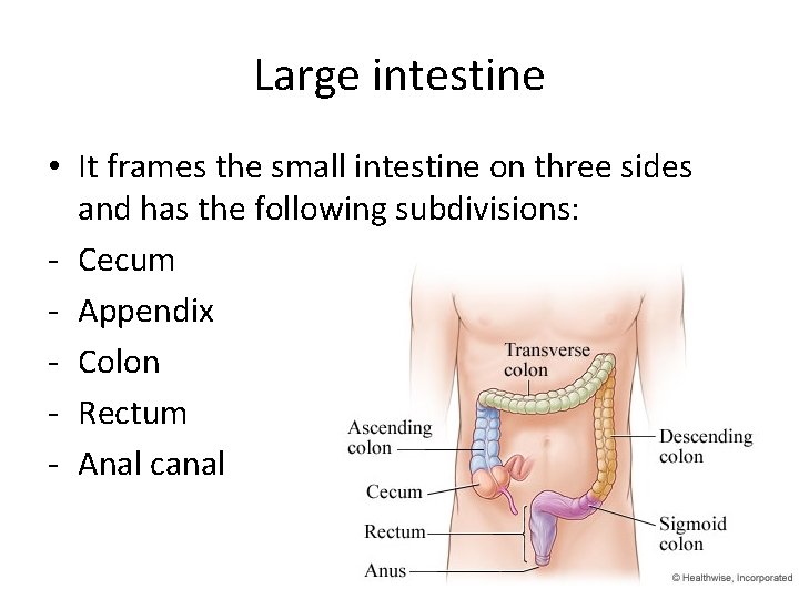 Large intestine • It frames the small intestine on three sides and has the