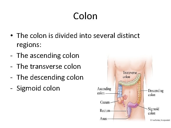 Colon • The colon is divided into several distinct regions: - The ascending colon