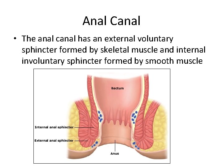 Anal Canal • The anal canal has an external voluntary sphincter formed by skeletal