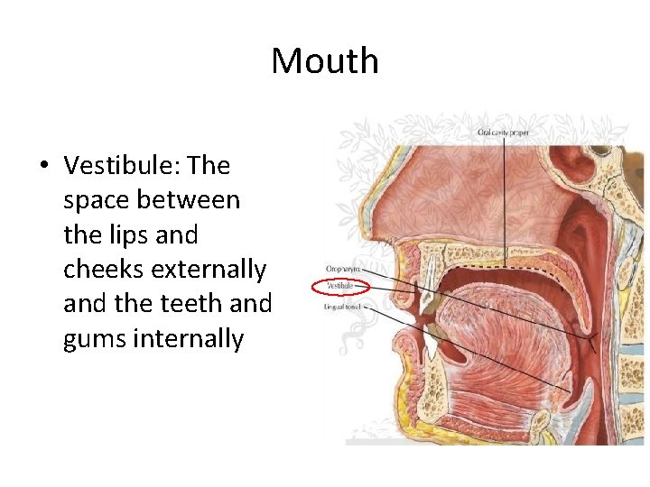Mouth • Vestibule: The space between the lips and cheeks externally and the teeth