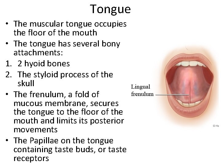 Tongue • The muscular tongue occupies the floor of the mouth • The tongue