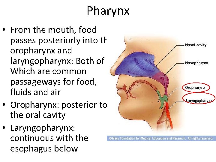 Pharynx • From the mouth, food passes posteriorly into the oropharynx and laryngopharynx: Both