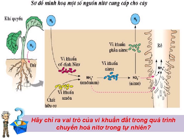 Hãy chỉ ra vai trò của vi khuẩn đất trong quá trình chuyển hoá