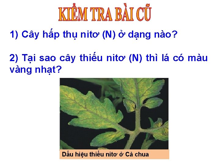 1) Cây hấp thụ nitơ (N) ở dạng nào? 2) Tại sao cây thiếu