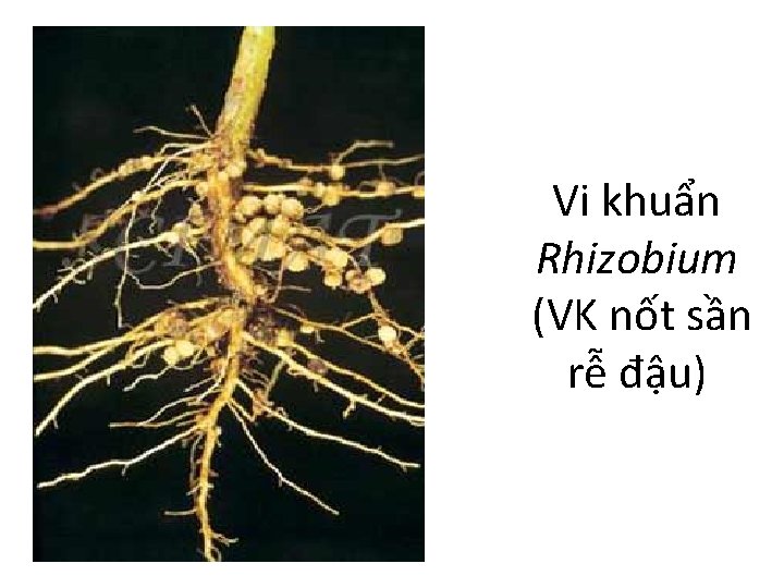 Vi khuẩn Rhizobium (VK nốt sần rễ đậu) 