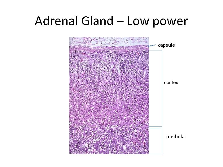 Adrenal Gland – Low power capsule cortex medulla 