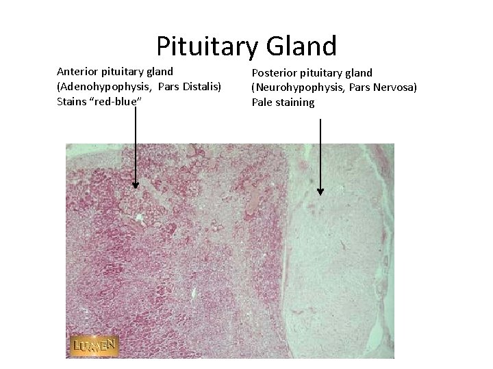 Pituitary Gland Anterior pituitary gland (Adenohypophysis, Pars Distalis) Stains “red-blue” Posterior pituitary gland (Neurohypophysis,