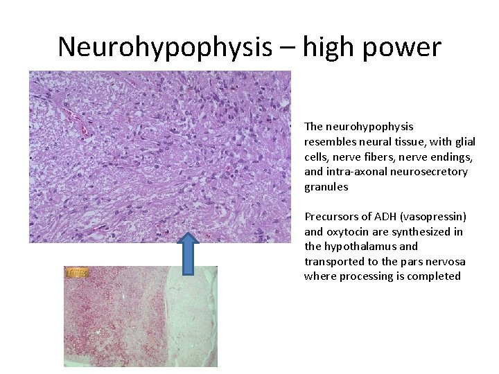 Neurohypophysis – high power The neurohypophysis resembles neural tissue, with glial cells, nerve fibers,
