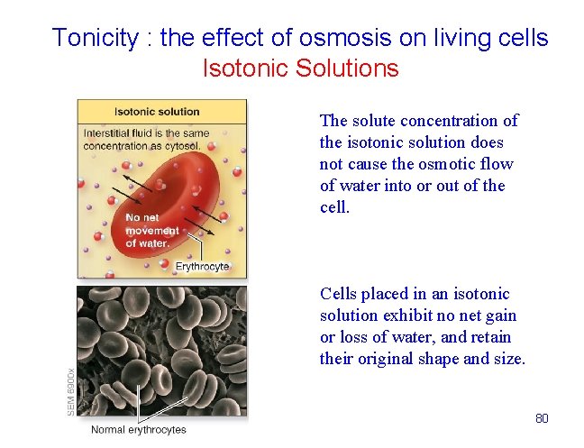 Tonicity : the effect of osmosis on living cells Isotonic Solutions The solute concentration
