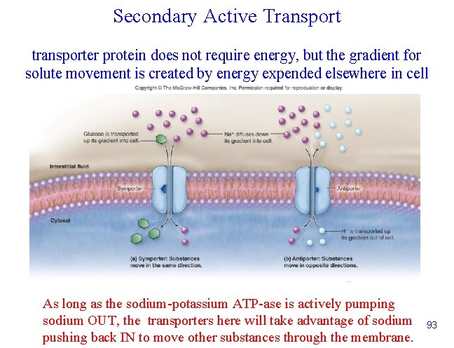 Secondary Active Transport transporter protein does not require energy, but the gradient for solute