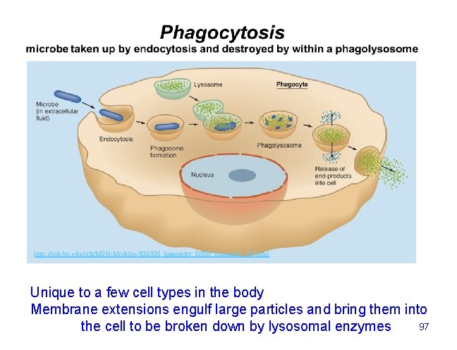 http: //sph. bu. edu/otlt/MPH-Modules/EH/EH_Immunity_B 3. html Unique to a few cell types in the