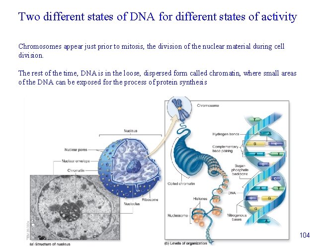 Two different states of DNA for different states of activity Chromosomes appear just prior