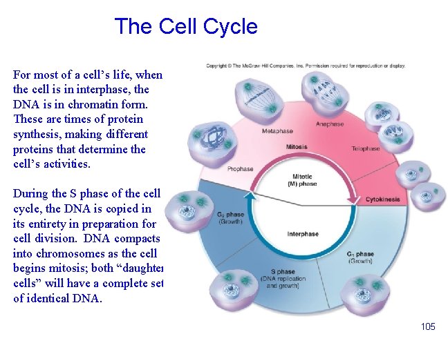 The Cell Cycle For most of a cell’s life, when the cell is in