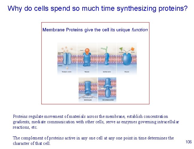 Why do cells spend so much time synthesizing proteins? Proteins regulate movement of materials