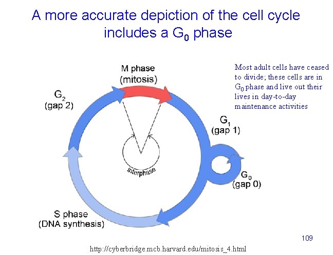 A more accurate depiction of the cell cycle includes a G 0 phase Most
