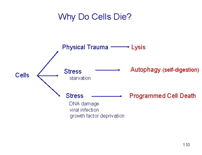 Why Do Cells Die? Cells Physical Trauma Lysis Stress Autophagy (self-digestion) starvation Stress Programmed
