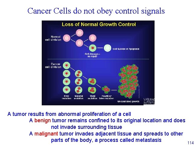 Cancer Cells do not obey control signals A tumor results from abnormal proliferation of