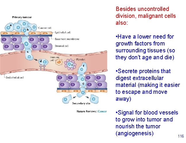 Besides uncontrolled division, malignant cells also: • Have a lower need for growth factors