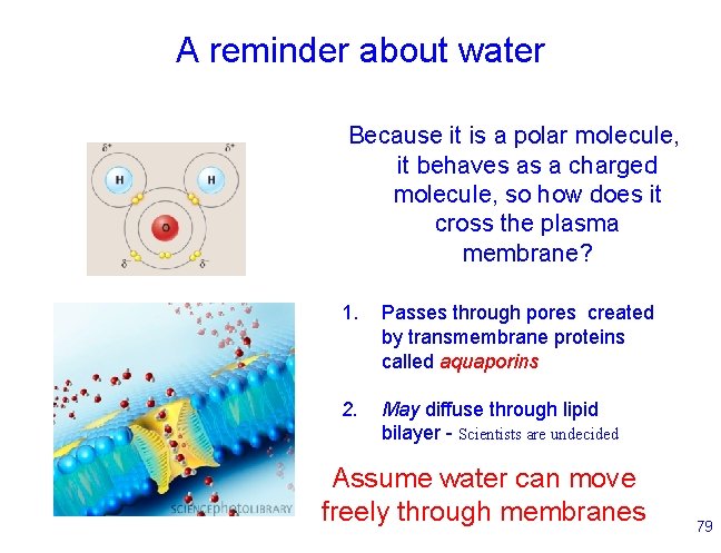 A reminder about water Because it is a polar molecule, it behaves as a