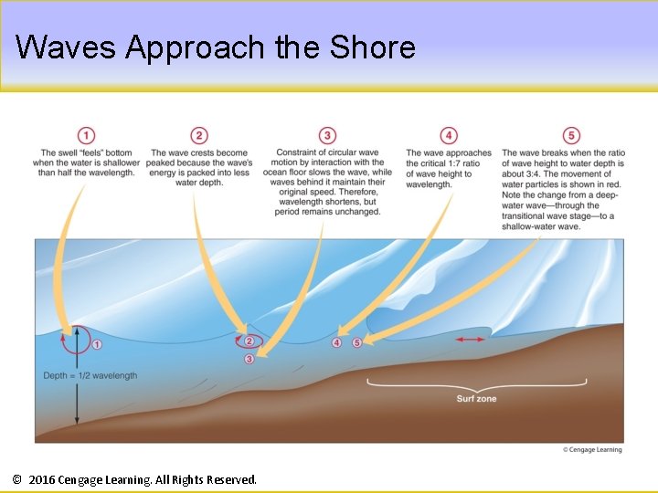 Waves Approach the Shore © 2016 Cengage Learning. All Rights Reserved. 