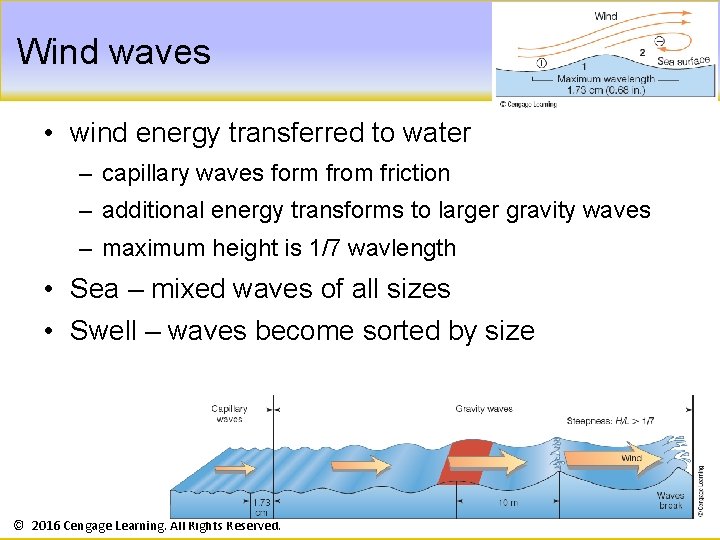 Wind waves • wind energy transferred to water – capillary waves form from friction