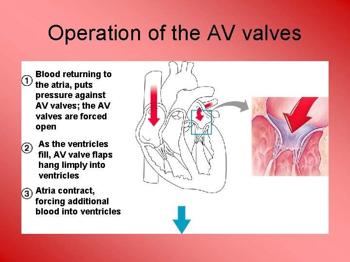 Operation of the AV valves Blood returning to the atria, puts pressure against AV