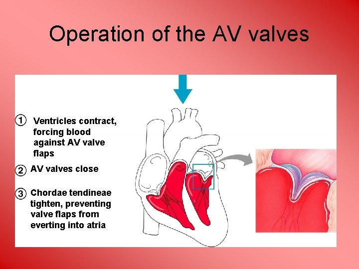 Operation of the AV valves Ventricles contract, forcing blood against AV valve flaps AV