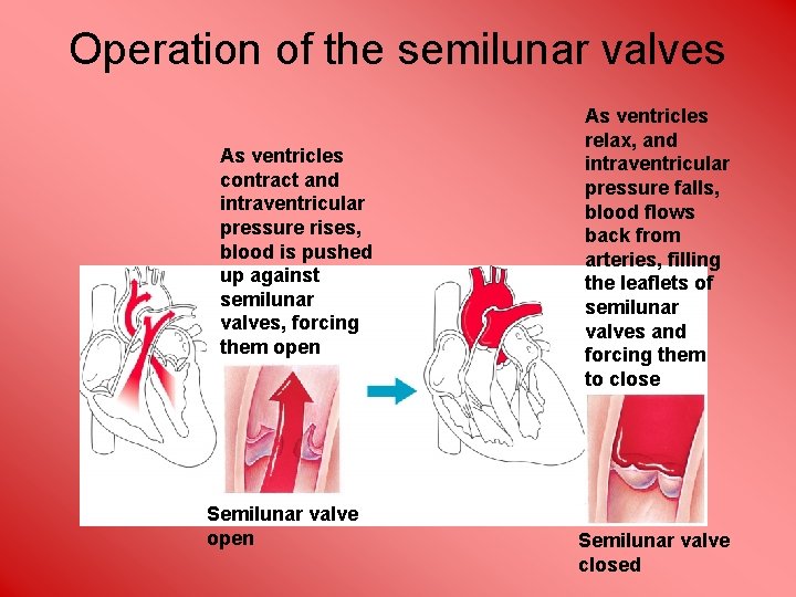 Operation of the semilunar valves As ventricles contract and intraventricular pressure rises, blood is