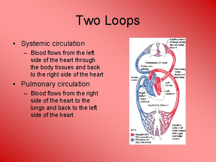Two Loops • Systemic circulation – Blood flows from the left side of the