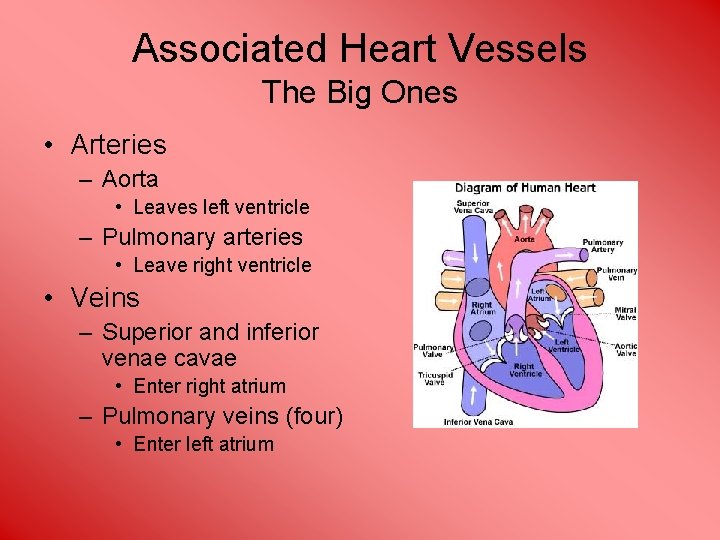 Associated Heart Vessels The Big Ones • Arteries – Aorta • Leaves left ventricle