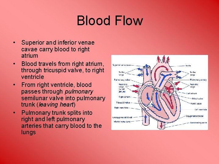 Blood Flow • Superior and inferior venae cavae carry blood to right atrium •