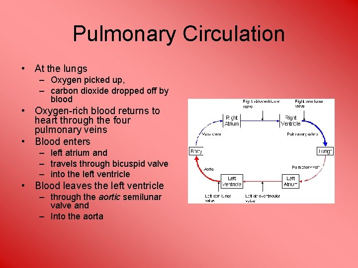 Pulmonary Circulation • At the lungs – Oxygen picked up, – carbon dioxide dropped