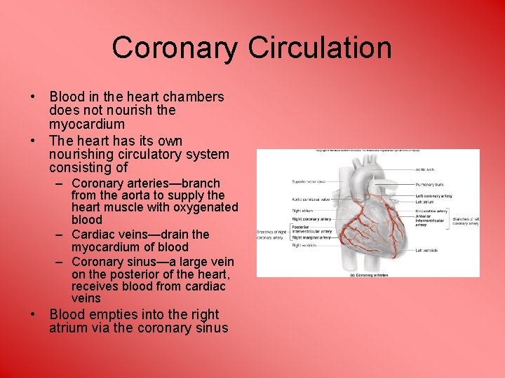 Coronary Circulation • Blood in the heart chambers does not nourish the myocardium •