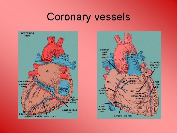 Coronary vessels 