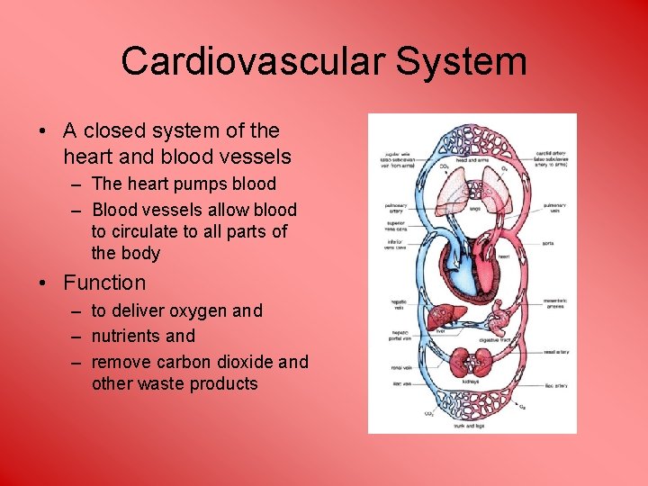 Cardiovascular System • A closed system of the heart and blood vessels – The