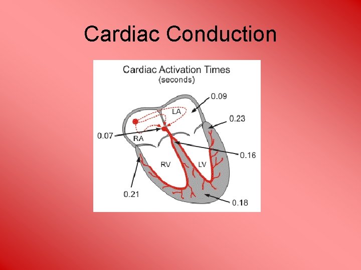 Cardiac Conduction 