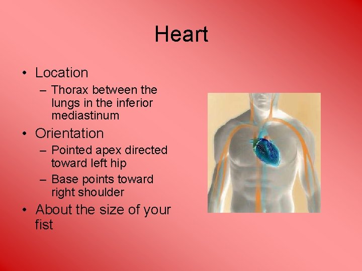 Heart • Location – Thorax between the lungs in the inferior mediastinum • Orientation