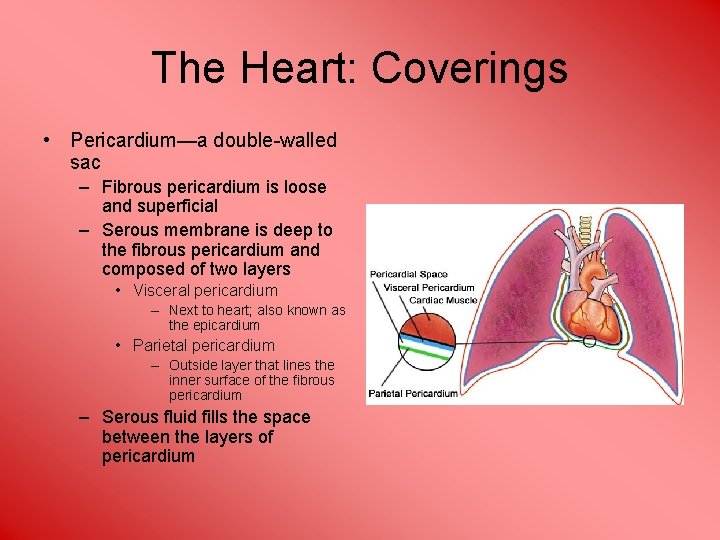 The Heart: Coverings • Pericardium—a double-walled sac – Fibrous pericardium is loose and superficial