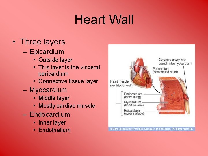 Heart Wall • Three layers – Epicardium • Outside layer • This layer is