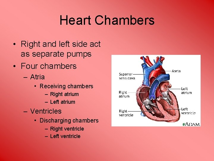 Heart Chambers • Right and left side act as separate pumps • Four chambers