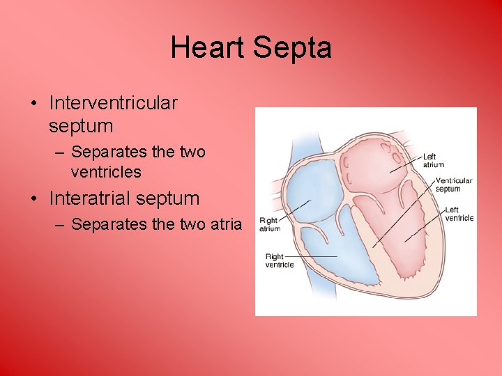 Heart Septa • Interventricular septum – Separates the two ventricles • Interatrial septum –