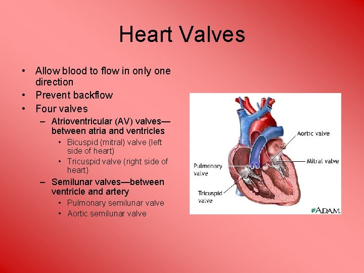 Heart Valves • Allow blood to flow in only one direction • Prevent backflow