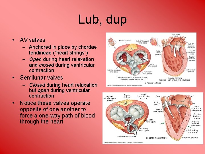 Lub, dup • AV valves – Anchored in place by chordae tendineae (“heart strings”)