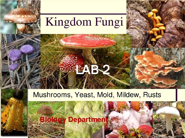 LAB 2 Biology Department 1 